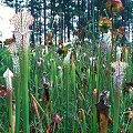 Sarracenia leucophylla