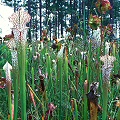 On a private Sarracenia plantation.