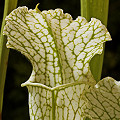 Sarracenia leucophylla