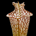 Sarracenia leucophylla