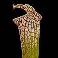 Sarracenia leucophylla