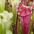 Sarracenia leucophylla