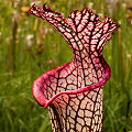 Plants in a protected bog.