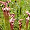 Plants in a protected bog.