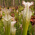 Plants in a protected bog.