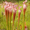 Plants in a protected bog.