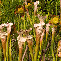 Plants in a protected bog.