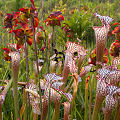 Plants in a protected bog.