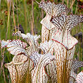 Plants in a protected bog.