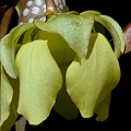 Yellow flowers.