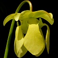 Sarracenia minor