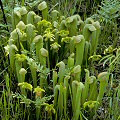 Crowded by ferns.