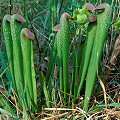 Plants growing in a clearing.