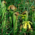 Sarracenia minor