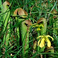 Sarracenia minor