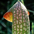 A nicely colored pitcher.