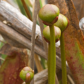 Flower buds emerging, near the Green Swamp.