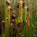 Plants growing in a clearing.