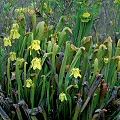 Sarracenia minor