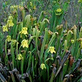 Plants in Okefenokee Swamp.