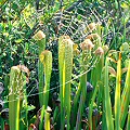 Sarracenia minor