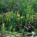 Plants in Okefenokee Swamp.