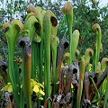 Sarracenia minor