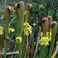 Plants in Okefenokee Swamp.