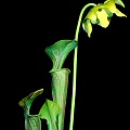 Pitcher and flower.