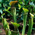 Sarracenia oreophila