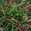 Sarracenia oreophila