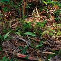 Young plants in a flatwoods site.