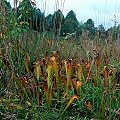 Fall, many plants.