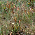 Fall, many plants.