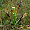 Sarracenia oreophila