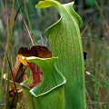 Fall, single plant.