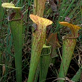 Sarracenia oreophila