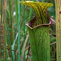 Sarracenia oreophila