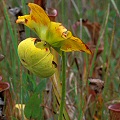 Sarracenia oreophila