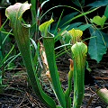 Young plants in flatwoods.