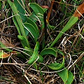 Sarracenia oreophila