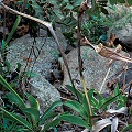 A rocky, riparian site.