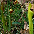 Emerging from dormancy.