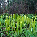 Spring, emerging pitchers.