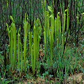 Spring, emerging pitchers.