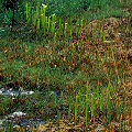 Spring, emerging pitchers.