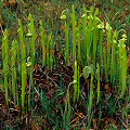 Spring, emerging pitchers.