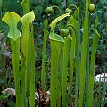 Spring, emerging pitchers.