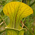 Sarracenia oreophila