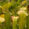 Sarracenia oreophila